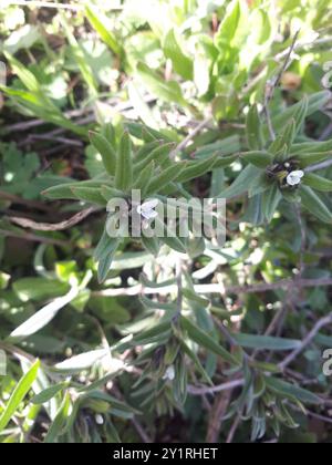 Cornet de maïs (Buglossoides arvensis) Plantae Banque D'Images