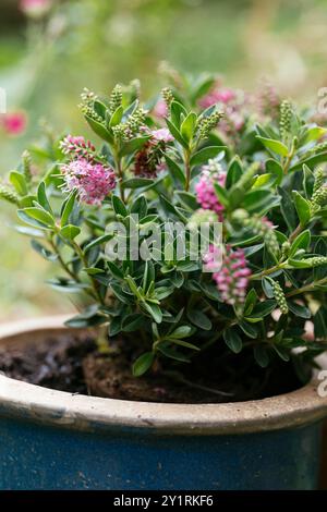 Arbustes Veronica (Veronica, Hebe x andersonii) plantés dans un pot en automne. Banque D'Images