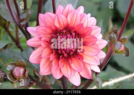 Dahlia décoratif rose foncé «Night silence» en fleur. Banque D'Images