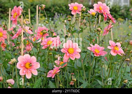 Collarette rose Dahlia «Strawberry bon bon» en fleur. Banque D'Images