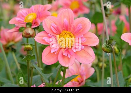 Collarette rose Dahlia «Strawberry bon bon» en fleur. Banque D'Images