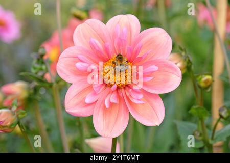 Un bourdon recueille le pollen sur une collarette rose Dahlia «Strawberry bon bon» en fleur. Banque D'Images