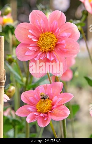 Collarette rose Dahlia «Strawberry bon bon» en fleur. Banque D'Images