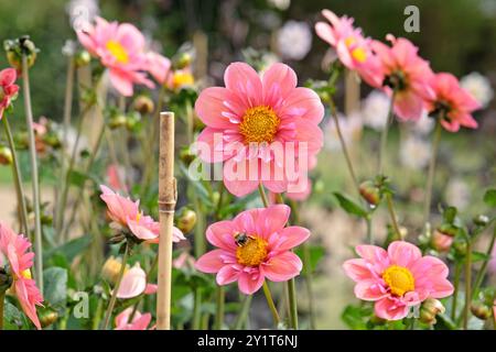 Collarette rose Dahlia «Strawberry bon bon» en fleur. Banque D'Images