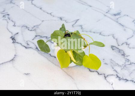 La forme de coeur philodendron laisse une plante vert citron sur une surface en marbre Banque D'Images