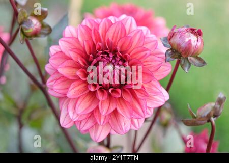 Dahlia décoratif rose foncé «Night silence» en fleur. Banque D'Images