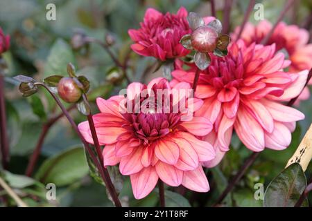 Dahlia décoratif rose foncé «Night silence» en fleur. Banque D'Images