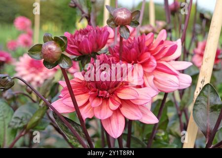 Dahlia décoratif rose foncé «Night silence» en fleur. Banque D'Images