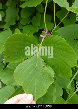 Haricot de Kudzu (Pueraria montana lobata) Plantae Banque D'Images