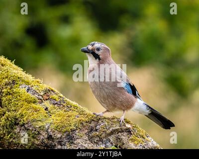 Jay à la fin de l'été au milieu du pays de Galles Banque D'Images