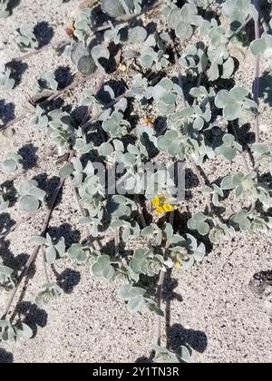 Trèfle de pied d'oiseau argenté (Acmispon argophyllus) Plantae Banque D'Images