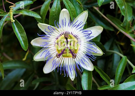 La fleur de la passion est en pleine floraison, entourée de feuilles vertes luxuriantes créant une scène Banque D'Images
