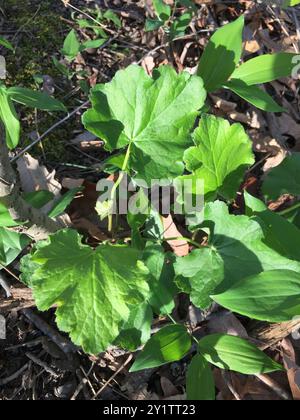 Alumroots (Heuchera) Plantae Banque D'Images