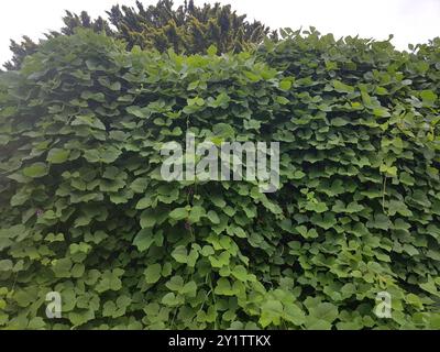 Haricot de Kudzu (Pueraria montana lobata) Plantae Banque D'Images