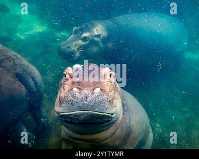 hippopotame hippopotame sous-marin nageant de près vous regardant Banque D'Images