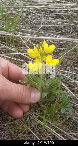 Haricot doré (Thermopsis rhombifolia) Plantae Banque D'Images