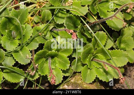 Londonpride (Saxifraga × urbium) Plantae Banque D'Images