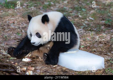 Chongqing, Chine. 08 septembre 2024. Le panda géant ''Yu ai'' se rafraîchit en mangeant une pousse de bambou près d'un glaçon au zoo de Chongqing à Chongqing, en Chine, le 8 septembre 2024. (Photo de Costfoto/NurPhoto) crédit : NurPhoto SRL/Alamy Live News Banque D'Images