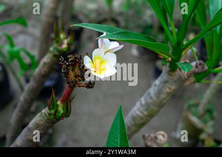 Une fleur en fleurs de Plumeria rubra Linn. cv. Acutifolia. Banque D'Images