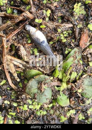 Moustique de l'Ouest (Gambusia affinis) Actinopterygii Banque D'Images