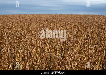 Une vue large d'un champ de soja brun doré en automne, avec des rangées de plantes matures prêtes à être récoltées sous un ciel dégagé. Banque D'Images