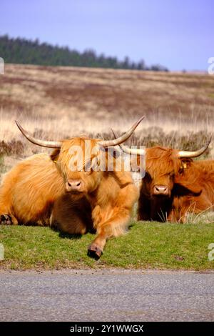 Couple de vaches des Highlands se relaxant dans le parc national de Dartmoor, Devon, Angleterre Banque D'Images