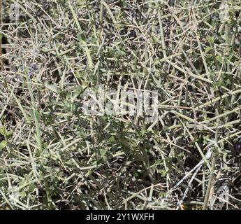 Paperbag Bush (Scutellaria mexicana) Plantae Banque D'Images