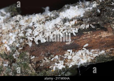 Pseudaulacaspis pentagona, écaille de pêche blanche ou écaille de mûrier, est une espèce d'insecte blindée de la famille des Diaspididae. Plante sérieuse pes Banque D'Images