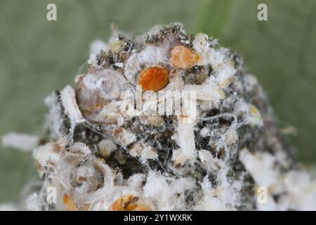 Pseudaulacaspis pentagona, écaille de pêche blanche ou écaille de mûrier, est une espèce d'insecte blindée de la famille des Diaspididae. Plante sérieuse pes Banque D'Images