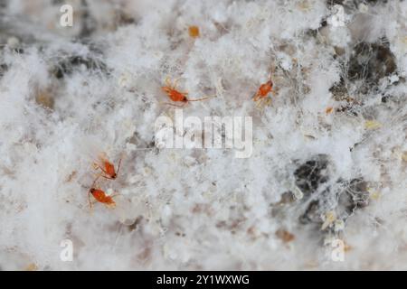 Pseudaulacaspis pentagona, écaille de pêche blanche ou écaille de mûrier, est une espèce d'insecte blindée de la famille des Diaspididae. Plante sérieuse pes Banque D'Images