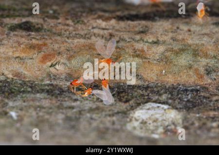 Pseudaulacaspis pentagona, écaille de pêche blanche ou écaille de mûrier, est une espèce d'insecte blindée de la famille des Diaspididae. Plante sérieuse pes Banque D'Images