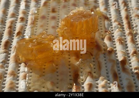 Matzah juive avec miel et nid d'abeilles, photo en gros plan Banque D'Images