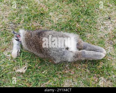 Lapin européen (Oryctolagus cuniculus) Mammalia Banque D'Images