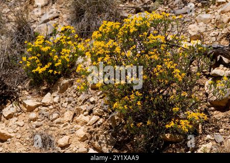 Damianita (Chrysactinia mexicana) Plantae Banque D'Images