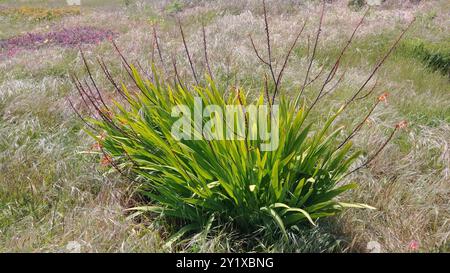 Drapeau africain (Chasmanthe floribunda) Plantae Banque D'Images