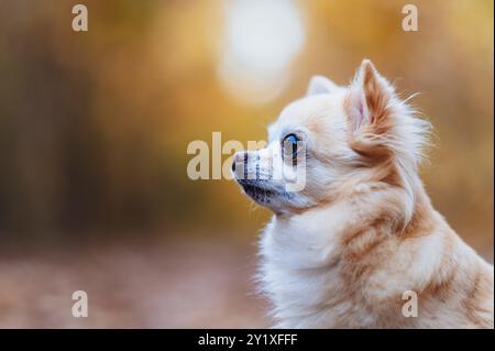 Un chihuahua mignon est vu de profil dans une forêt d'automne. Le soleil couchant crée une belle lueur d'heure dorée en arrière-plan. Banque D'Images