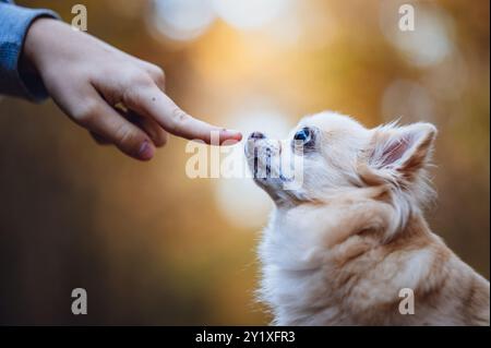 Un chihuahua mignon est vu de profil dans une forêt d'automne. Le soleil couchant crée une belle lueur d'heure dorée en arrière-plan. Banque D'Images