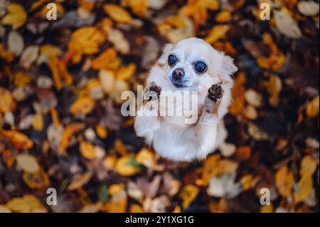 Un chihuahua se tient sur ses pattes arrière, vu d'en haut. Le sol est couvert de feuilles d'automne colorées tombées, animal dans la forêt d'automne Banque D'Images