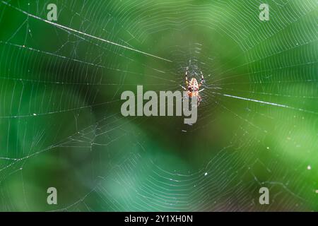 Une araignée croisée commune (Araneus diadematus) attend patiemment dans sa toile, entourée par le feuillage vert d'une forêt. L'araignée est prête à l'attraper Banque D'Images