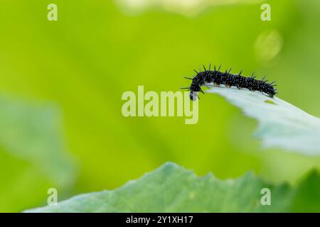 Une chenille du papillon paon (Inachis io) rampant sur des feuilles vertes. La scène capture le mouvement de la chenille et la texture du Banque D'Images