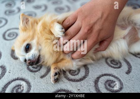 Un chihuahua mignon se trouve sur le dos, profitant d'un frottement du ventre. Le chien a l'air heureux, appréciant clairement le moment affectueux. Banque D'Images