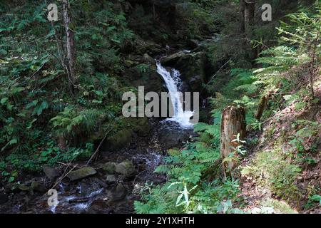 Wildwasserpfad, Mariensee, Niederösterreich, Autriche Banque D'Images