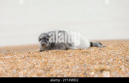 Chiot phoque gris (Halichoerus grypus) seul sur une plage en hiver, côte du Norfolk, Royaume-Uni Banque D'Images