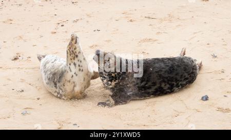 Phoques gris mâles et femelles (Halichoerus grypus) s'accouplant sur la plage en hiver à Horsey Gap, Norfolk, Royaume-Uni Banque D'Images