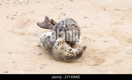 Phoques gris mâles et femelles (Halichoerus grypus) s'accouplant sur la plage en hiver à Horsey Gap, Norfolk, Royaume-Uni Banque D'Images