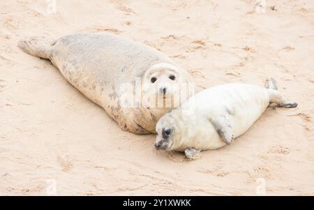 Phoque gris (Halichoerus grypus) chiot avec sa mère sur une plage en hiver. Observation de phoques à Horsey Gap, Norfolk, Royaume-Uni Banque D'Images