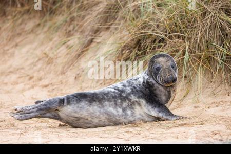 Chiot phoque gris (Halichoerus grypus) seul dans les dunes de sable sur la plage en hiver. Horsey Gap, Norfolk, Royaume-Uni Banque D'Images