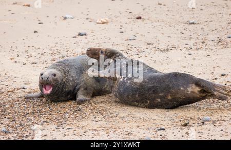 Deux phoques gris mâles (Halichoerus grypus) combattent sur la plage en hiver. Horsey Gap, Norfolk, Royaume-Uni Banque D'Images