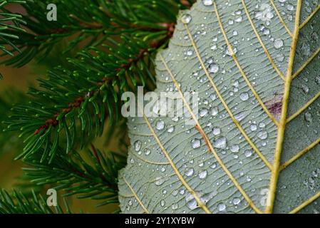 photographie macro/gros plan de branches de feuilles et de sapins avec des gouttelettes d'eau après une pluie sur un bokeh de fond de nature Banque D'Images