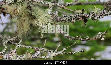 Les lichens à barbe sont connus sous le nom de lichens fruticose, qui poussent comme des mini arbustes ou des pompons ancrés sur l'écorce des troncs d'arbres et des branches Banque D'Images